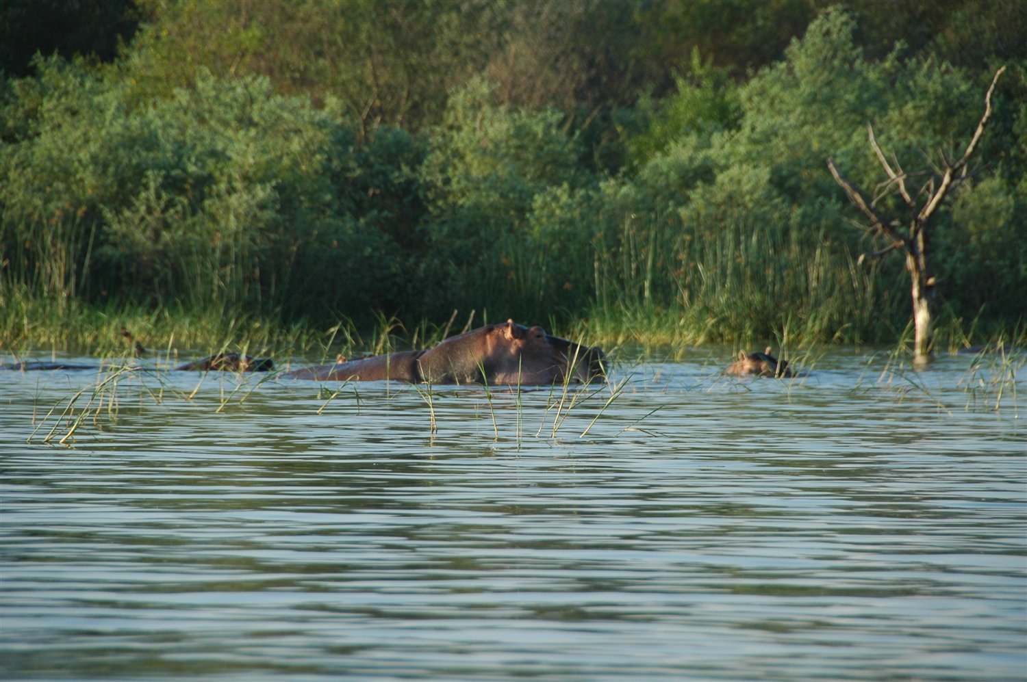 Etiopia - rodzinka hipopotamów